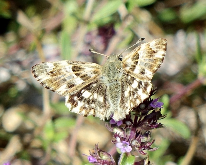 marbled skipper